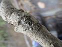 Araneus_ZZXYX_D2908_Z_80_Oaklands Park_Australie